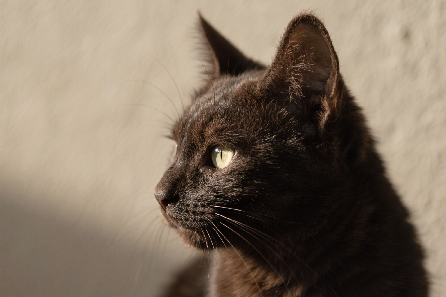 猫咪抓逗猫棒 10 edited