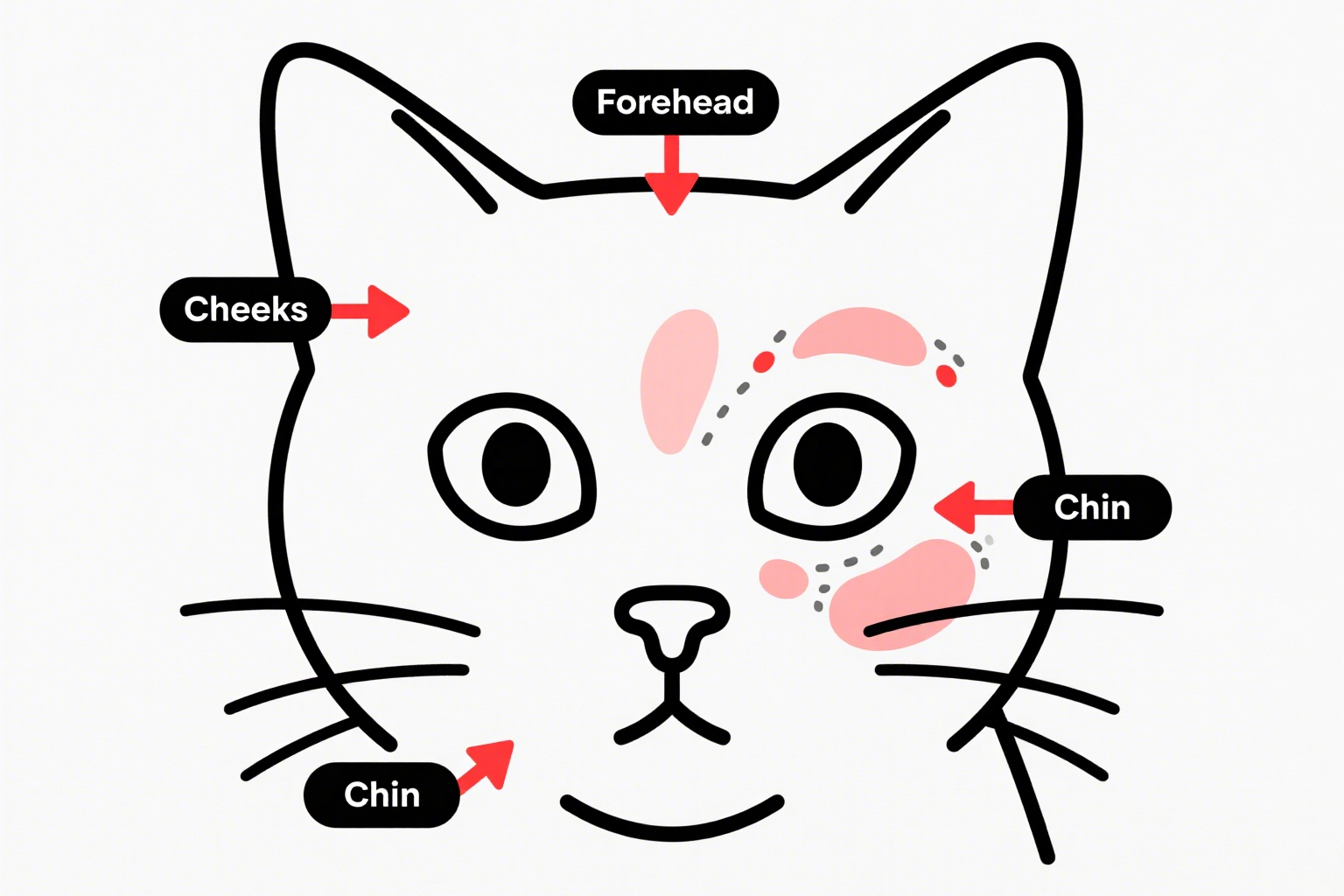 猫咪抓逗猫棒 4 edited